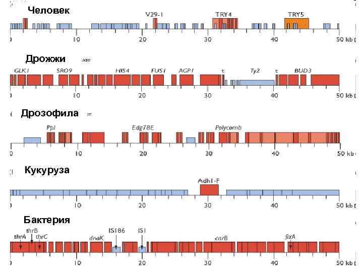 Человек Дрожжи Дрозофила Кукуруза Бактерия 