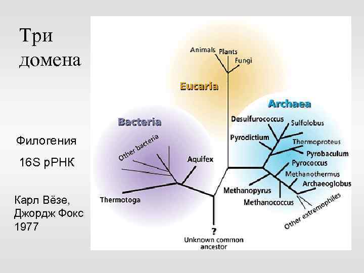 Три домена Филогения 16 S р. РНК Карл Вёзе, Джордж Фокс 1977 