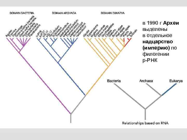 в 1990 г Археи выделены в отдельное надцарство (империю) по филогении р-РНК 
