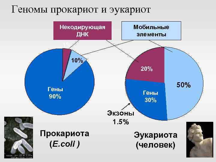 Геномы прокариот и эукариот Некодирующая ДНК Мобильные элементы 1% 10% 20% 50% Гены 90%