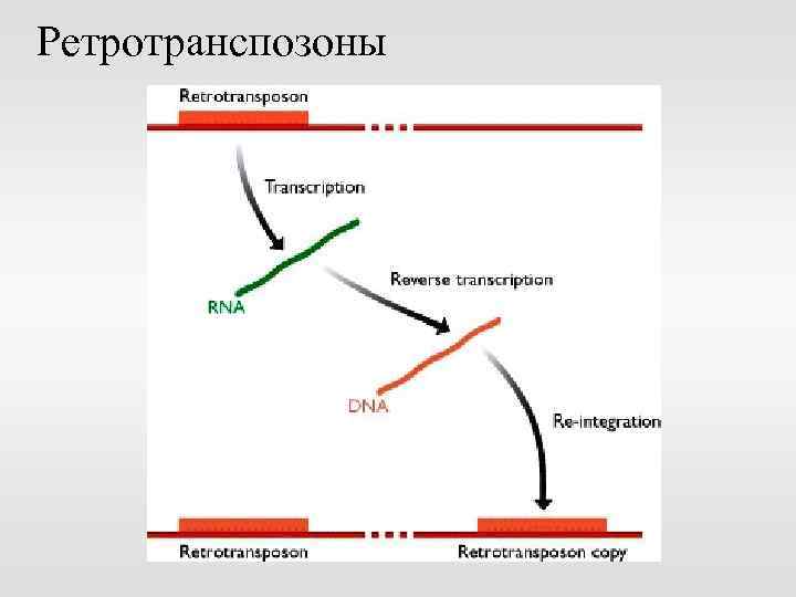 Ретротранспозоны 