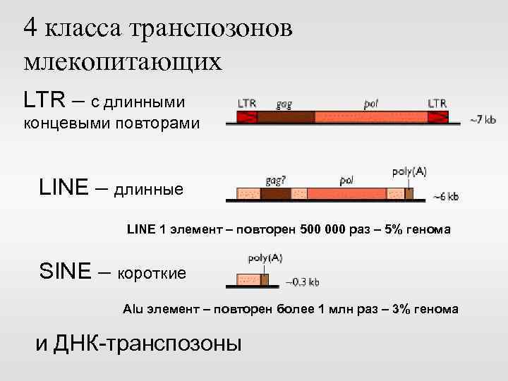 4 класса транспозонов млекопитающих LTR – с длинными концевыми повторами LINE – длинные LINE