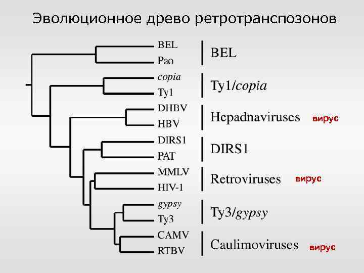 Эволюционное древо ретротранспозонов вирус 