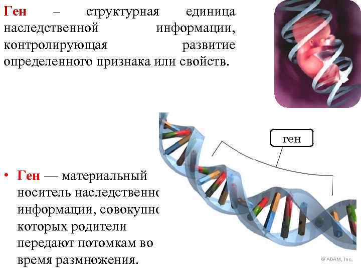 Ген – структурная единица наследственной информации, контролирующая развитие определенного признака или свойств. ген •