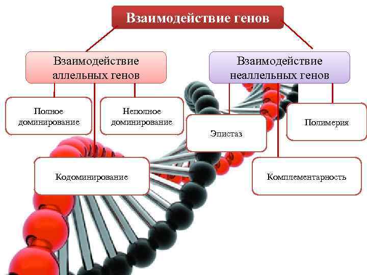 Определи типы взаимодействия генов. Взаимодействие аллельных генов схема. Взаимодействие аллельных и неаллельных генов. Виды взаимодействия аллельных генов примеры. Схема типы взаимодействия аллельных генов.
