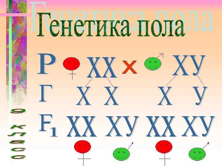 Генетика пола презентация 10 класс