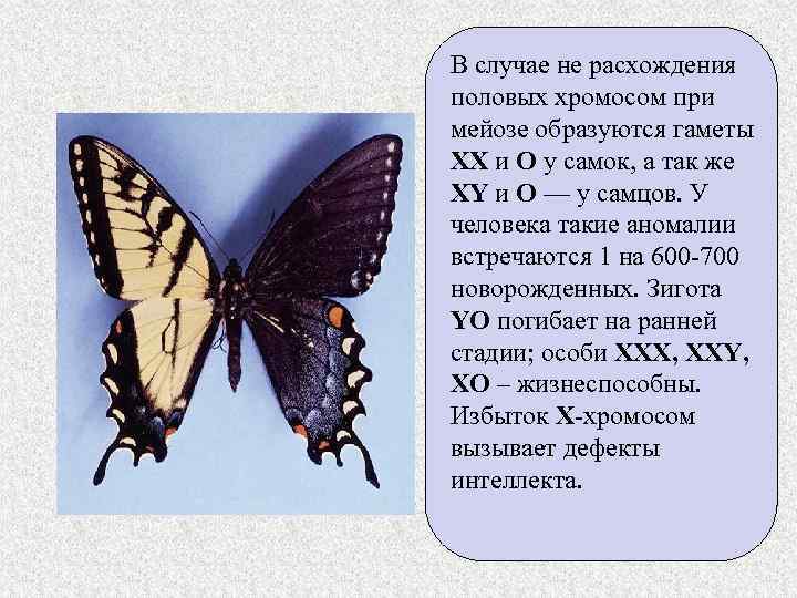 В случае не расхождения половых хромосом при мейозе образуются гаметы ХХ и О у