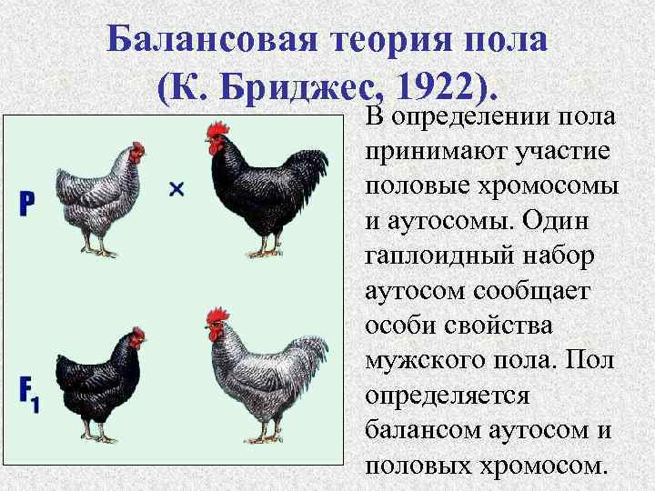 Балансовая теория определения пола