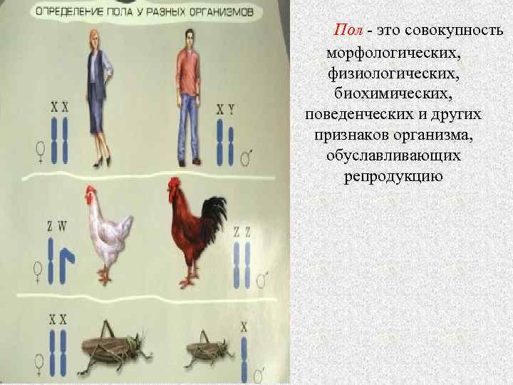 Морфологическим полом. Вторичные и третичные половые признаки. Пол это совокупность морфологических физиологических биохимических. Третичные половые признаки. Пол это совокупность генетических.