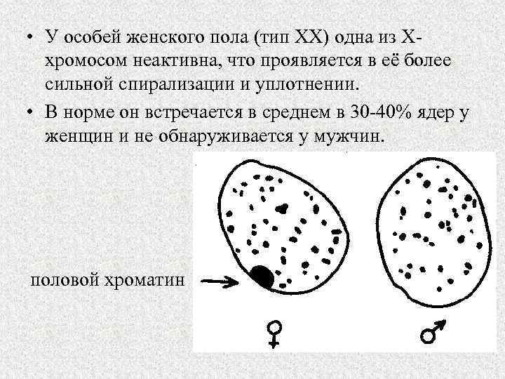 Особей женского пола. Половой хроматин. Половой хроматин при патологии. Половой хроматин в норме содержится в. Половой хроматин норма.