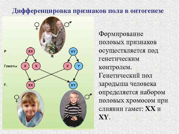 Дифференцировка признаков пола в онтогенезе Формирование половых признаков осуществляется под генетическим контролем. Генетический пол