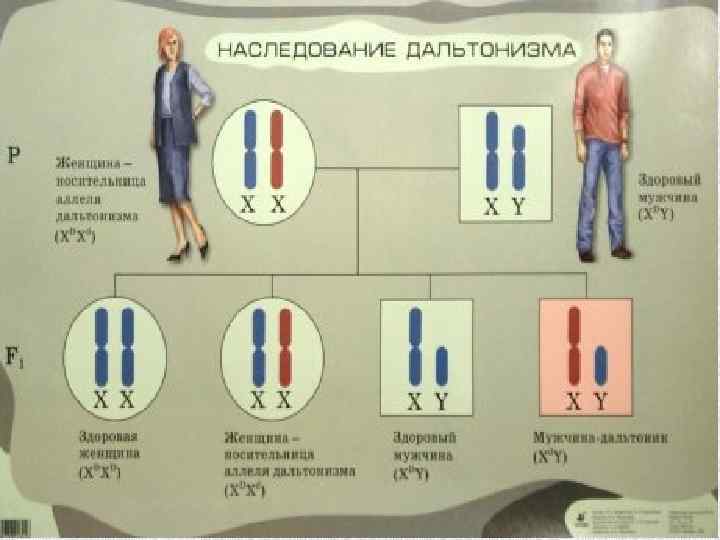 Генетика пола тест. Пол человека 54 варианта.