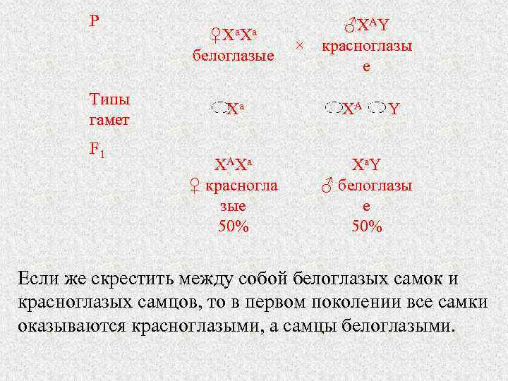 Р Типы гамет F 1 ♀Xa. Xa белоглазые ♂XAY × красноглазы е Xa XA