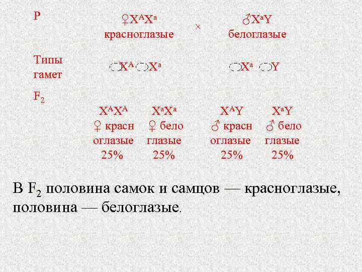 Р Типы гамет F 2 ♀XAXa красноглазые × ♂Xa. Y белоглазые XA Xa Y