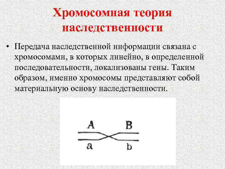 Хромосомная теория наследственности • Передача наследственной информации связана с хромосомами, в которых линейно, в