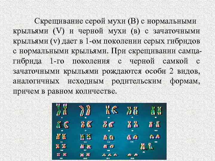 Скрещивание серой мухи (В) с нормальными крыльями (V) и черной мухи (в) с зачаточными