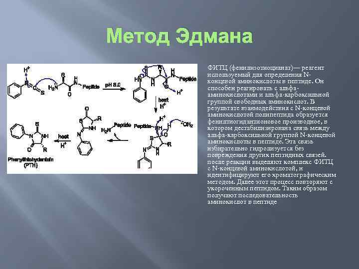 Пептиды презентация 10 класс углубленный уровень