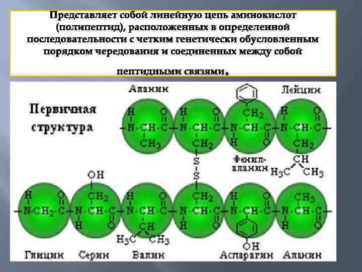 Представляет собой линейную цепь аминокислот (полипептид), расположенных в определенной последовательности с четким генетически обусловленным