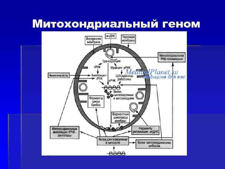 Митохондриальный геном 