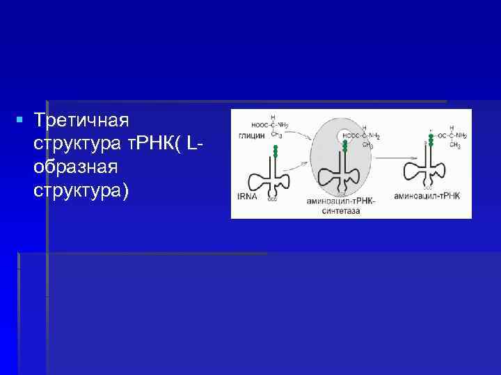 § Третичная структура т. РНК( Lобразная структура) 