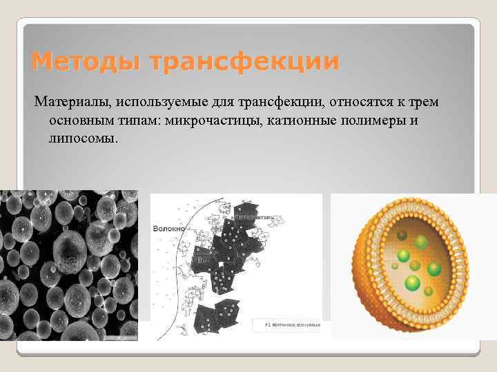 Методы трансфекции Материалы, используемые для трансфекции, относятся к трем основным типам: микрочастицы, катионные полимеры