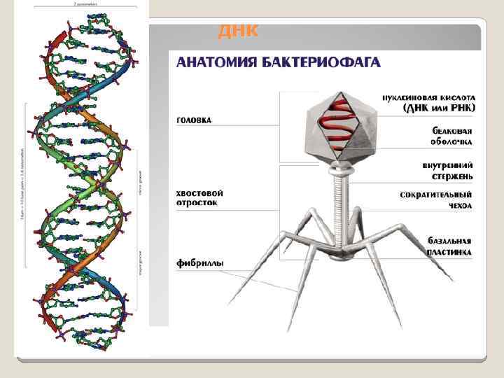 ДНК 