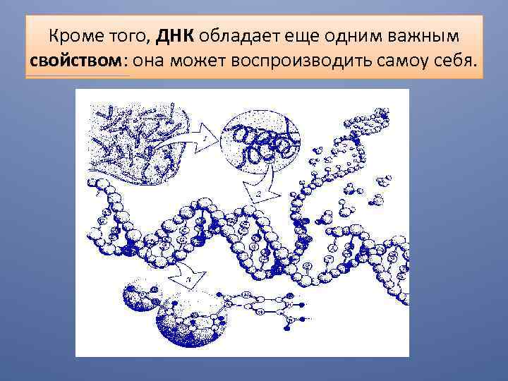 Кроме того, ДНК обладает еще одним важным свойством: она может воспроизводить самоу себя. 