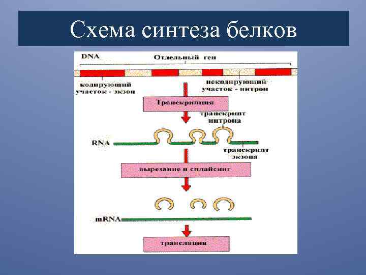4 этапы синтеза белка