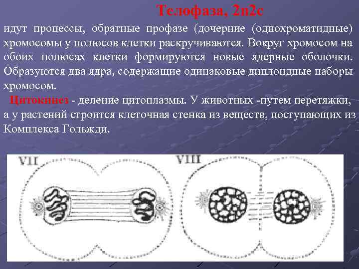 Телофаза, 2 n 2 c идут процессы, обратные профазе (дочерние (однохроматидные) хромосомы у полюсов