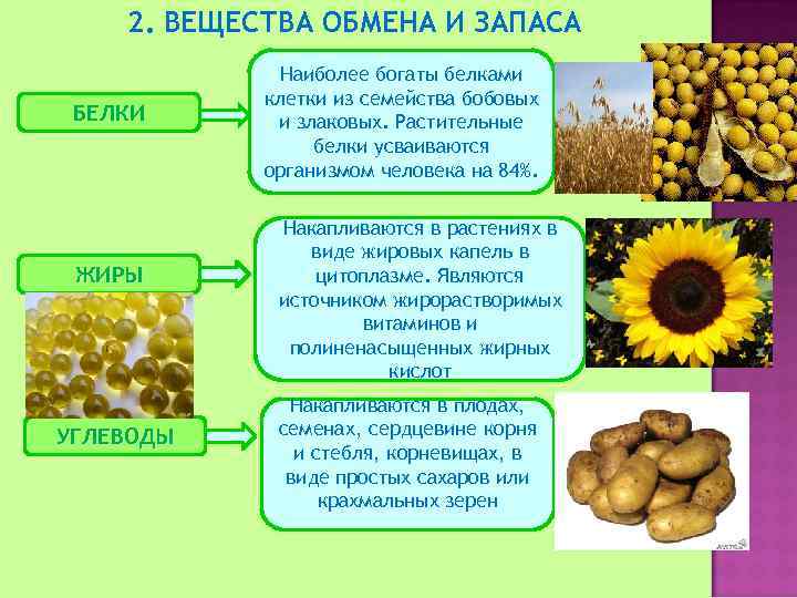 Растения богаты витамином