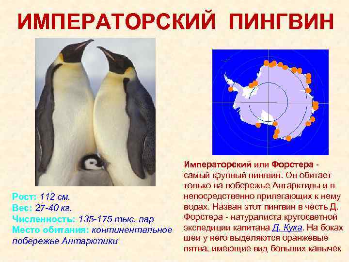 Ареал обитания императорских пингвинов. Императорский Пингвин рост и вес. Императорский Пингвин красная книга краткое описание.