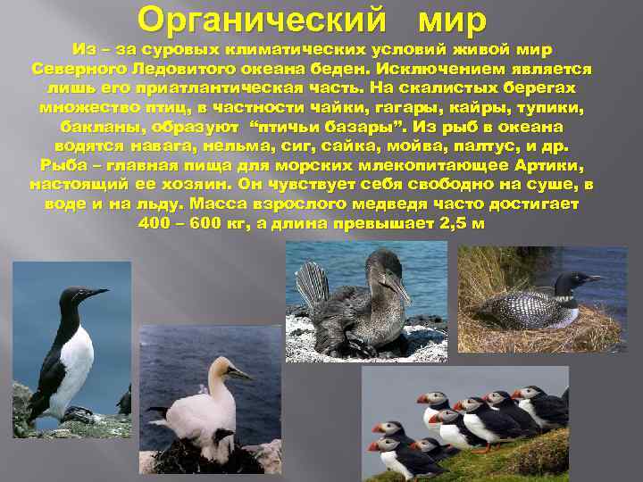 Как приспособились животные северного ледовитого океана. Органический мир Северного Ледовитого. Органический мир Ледовитого океана. Растительный мир Северного Ледовитого океана. Северный Ледовитый океан животный мир для 1 класса.