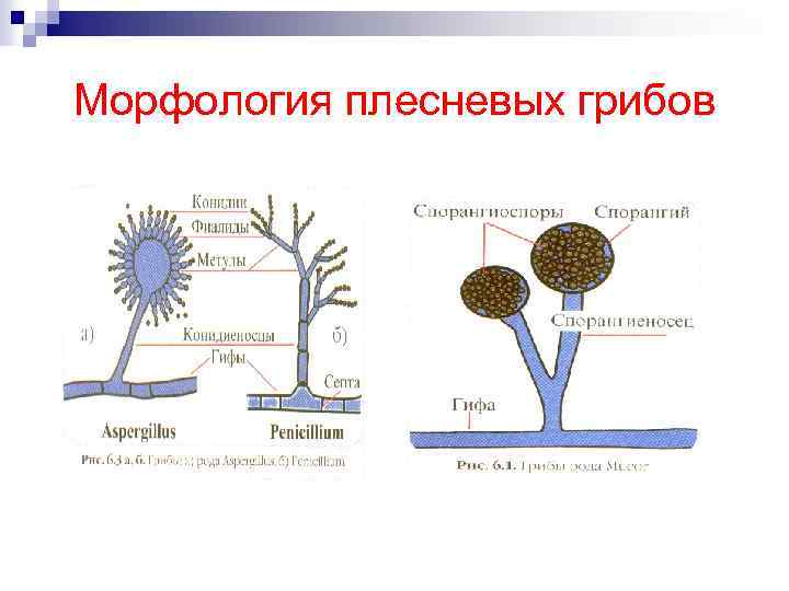 Морфология плесневых грибов 