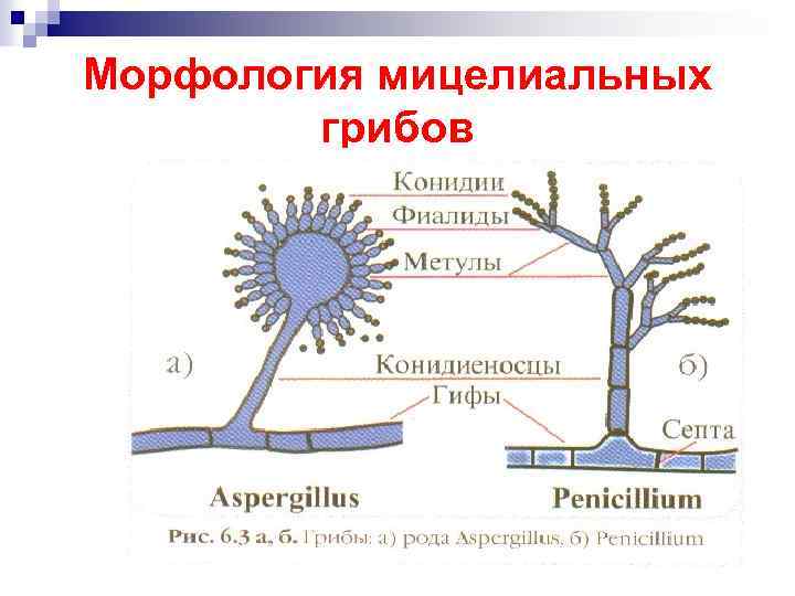 Морфология грибов рисунки