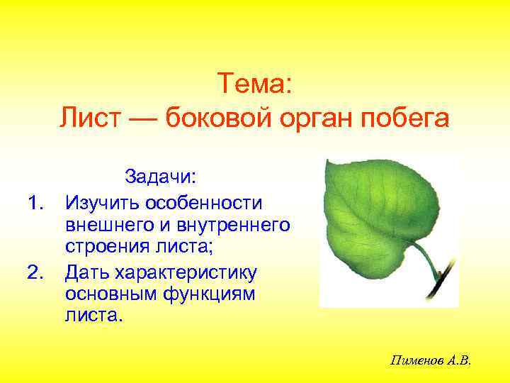 Тема: Лист — боковой орган побега 1. 2. Задачи: Изучить особенности внешнего и внутреннего