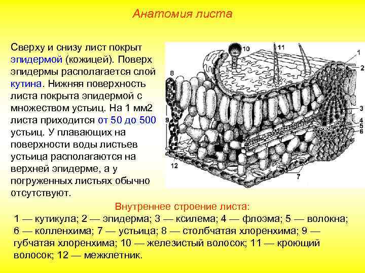 Анатомия листа Сверху и снизу лист покрыт эпидермой (кожицей). Поверх эпидермы располагается слой кутина.