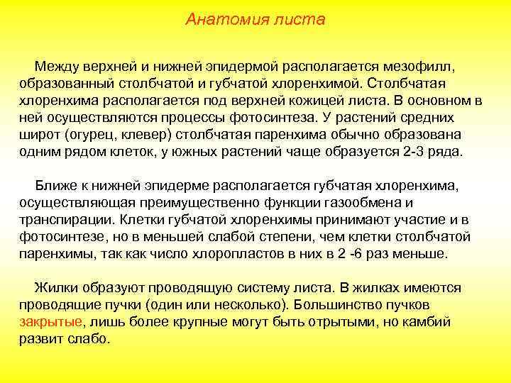 Анатомия листа Между верхней и нижней эпидермой располагается мезофилл, образованный столбчатой и губчатой хлоренхимой.