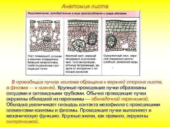 Анатомия листа В проводящих пучках ксилема обращена к верхней стороне листа, а флоэма —