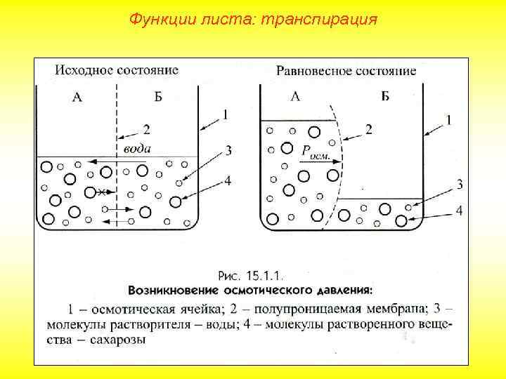 Функции листа: транспирация 