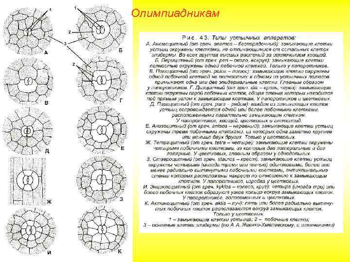Олимпиадникам 