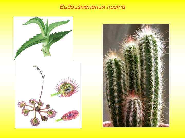 Видоизменения листа 