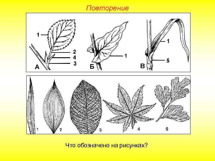 Повторение Что обозначено на рисунках? 