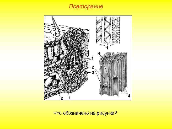 Повторение Что обозначено на рисунке? 