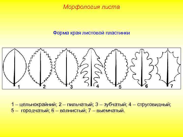 Морфология листа Форма края листовой пластинки 1 – цельнокрайний; 2 – пильчатый; 3 –