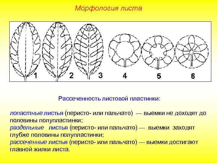 Морфология листа Рассеченность листовой пластинки: лопастные листья (перисто- или пальчато) — выемки не доходят