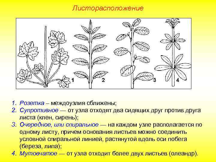 Листорасположение 1. Розетка – междоузлия сближены; 2. Супротивное — от узла отходят два сидящих