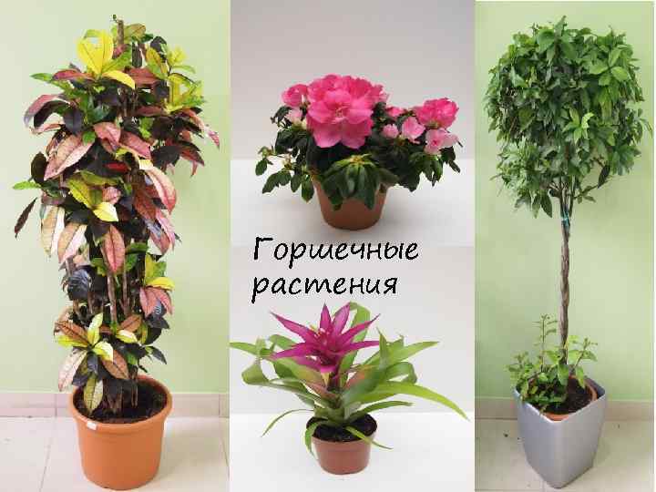 Горшечные растения 