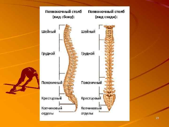 Столб состоит. Позвоночный столб вид спереди. Скелет туловища Позвоночный столб с описанием. Позвоночный столб отделы изгибы. Позвоночник Позвоночный столб.