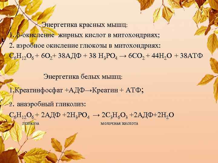 Энергетика красных мышц: 1. β-окисление жирных кислот в митохондриях; 2. аэробное окисление глюкозы в