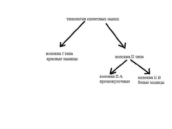 Типология скелетных мышц 